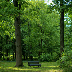 bench in the sumemr park