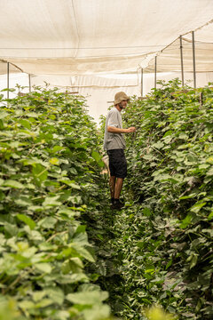 Young man working on a farm with raspberry plants.