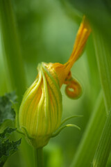 kwiat cukinii, zucchini flower