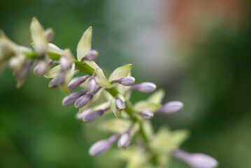 Close up photo of small pink flowers