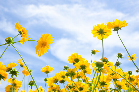 Beautiful sunny yellow flower Coreopsis grandiflora against a blue sky