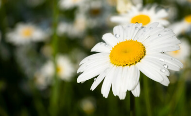 large chamomile with raindrops on the petals in the field
