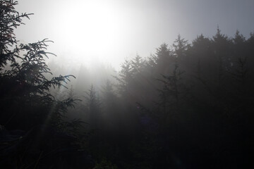 Fototapeta premium misty morning in the forest