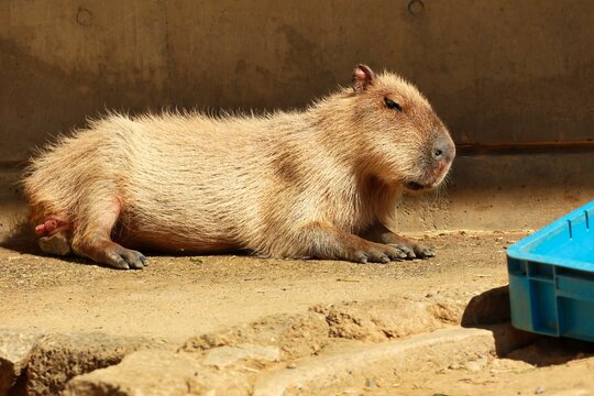 カピバラ Images Browse 1 7 Stock Photos Vectors And Video Adobe Stock