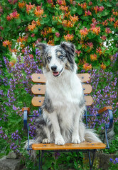 Cute Border Collie dog, blue merle with copper and white, sitting attentively on a chair in a flowery garden