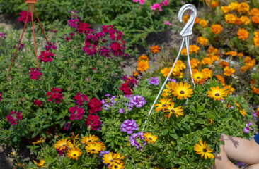 sun daisy margarita orange flare flowers for sale,outdoor shop.flowers pot with hook for hanging outside,at balcony.flowers delivery concept,buy for house and garden