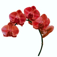 watercolor red orchid. Phalaenopsis is a realistic tropical flower. isolated illustration