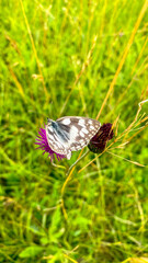 Meadows in the White Carpathians.  Melanargia galanthea feeding on a knapweed flower. The marbled white in the flowering  meadow.