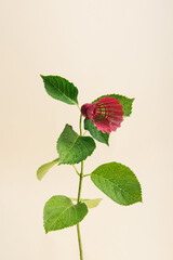 Hydrangea plant with a pink shuttlecock as a flower on a yellow background. Abstract summer minimal concept. Rectangle layout with copy space. Smartphone wallpaper.