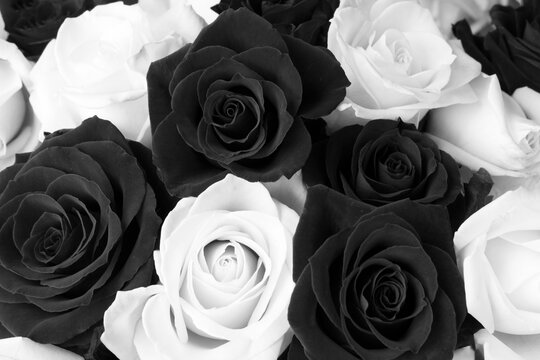 Closeup on black and white roses. Floral background.