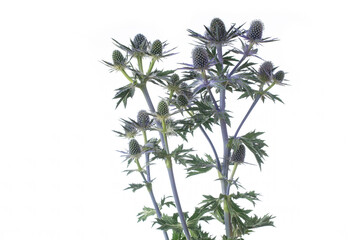 Blüten der Edeldistel Mannstreu (Eryngium) auf weißem Hintergrund