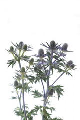 Blüten der Edeldistel Mannstreu (Eryngium) auf weißem Hintergrund