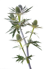 Blüten der Edeldistel Mannstreu (Eryngium) auf weißem Hintergrund