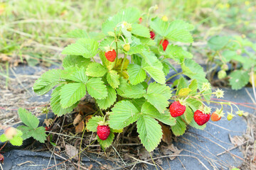 Wild strawberries ripe fruits on the plant