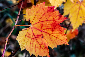 Superbe feuille de vigne vierge en automne avec de belles couleurs orangées faisant ressortir toutes les nervures en rouge