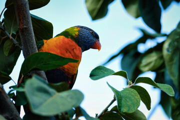 Rainbow lorikeet parrot sitting on a tree branch