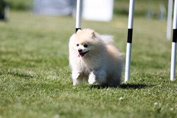 Purebred active creme color pomeranian spitz  running dog agility slalom course with full...