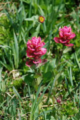 Indian Paintbrush growing in the Snowy Mountains