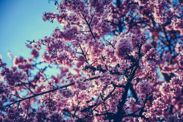 blossom against a blue sky