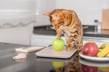 Bengal cat weighs an apple on a kitchen scale.