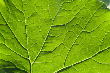 Green leaf veins macro background