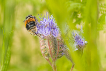bee on a flower