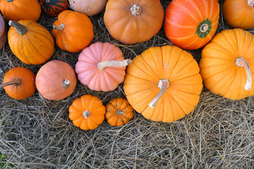 Pumpkins on straw autumn background.