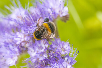 bee on a flower