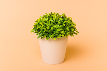 Small plant isolated on beige background