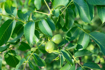 Branch with young walnut fruits and leaves.