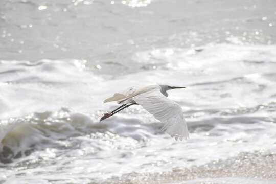 A crane bird flying near the ocean