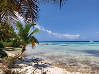 Palm tree on the beach