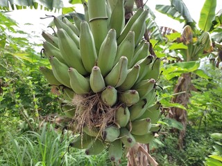 mature green banana Almost ripe on the tree, with branches and leaves.
