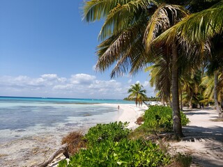 Beach with palm trees and sky
