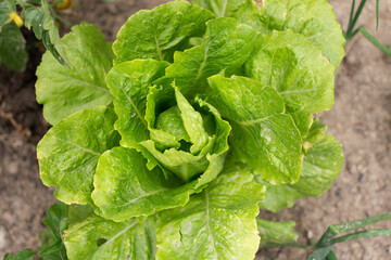 Planta de lechuga fresca en la tierra de la huerta