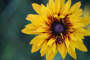 yellow red flowers rudbeckia flower buds macro photography