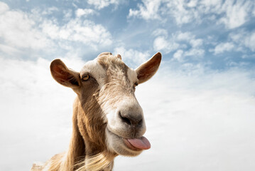 Goat with tongue sticking out
