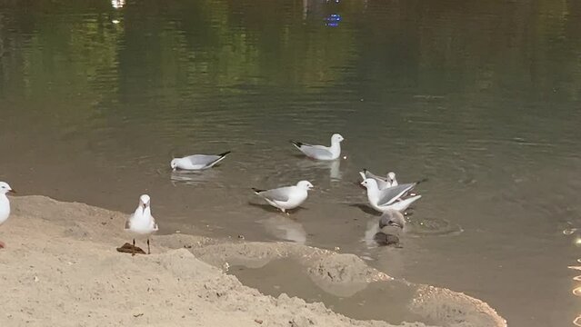 Urban silver gulls, chroicocephalus novaehollandiae swimming on rippling water toward the sandy beach shore, foraging and scavenging for food at downtown south Brisbane city at night.