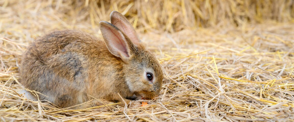 Cute brown rabbit bunny domestic pet on straw. Rabbit farm.