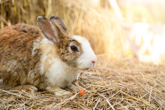 Cute rabbit bunny domestic pet on straw. Rabbit farm.