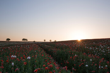 Sunset over the field, poppyseed blossoms with red poppycock