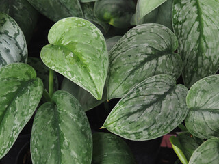 Obraz premium verigated plants and leafe decorate garden and home