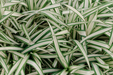 Close-up nature view of green leaves and flowers background. Flat lay. Tropical leaves. Used as background.