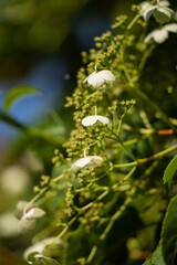 Foliage and white flowers