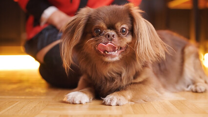 Cute Pekingese dog portrait beside the headless school girl on knees in kitchen