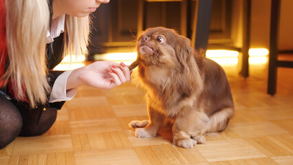 School girl in cosplay give treat to Pekingese dog in kitchen