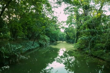 A beautiful Green Forest and river with copy space, Nature concept .