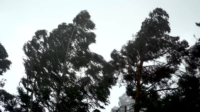 Winds from a storm battering tine trees