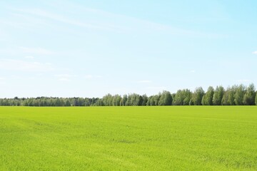 green field and blue sky