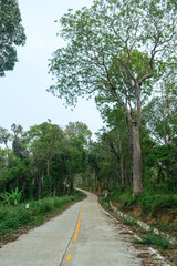 Fototapeta na wymiar Thailand country road landscape.Traveler journey by roads.the scenery of the country road